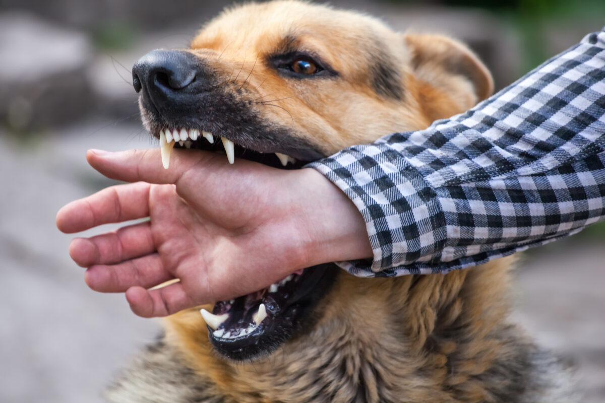 Can a Dog Bite Case Be Settled Out of Court in Idaho