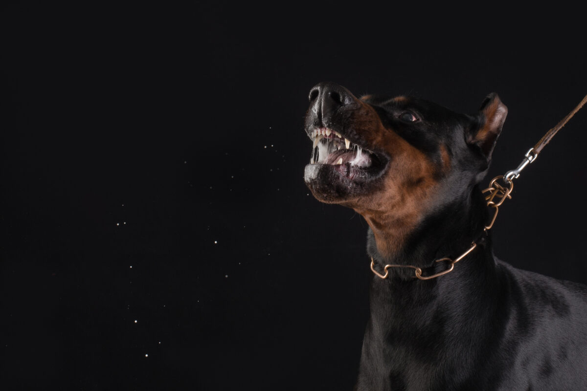 What to Expect During a Deposition in an Idaho Dog Bite Lawsuit