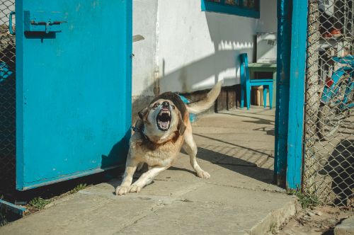 Are There Any Exceptions to Idaho's Strict Liability Rule for Dog Bites