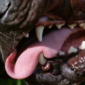 Understanding the Factors That Affect the Value of Your Dog Bite Settlement in Idaho